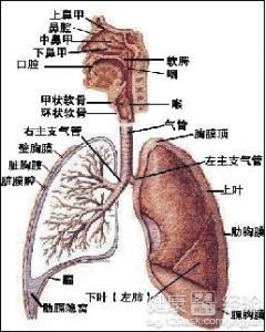 慢性支气管炎的治疗方法与策略详解