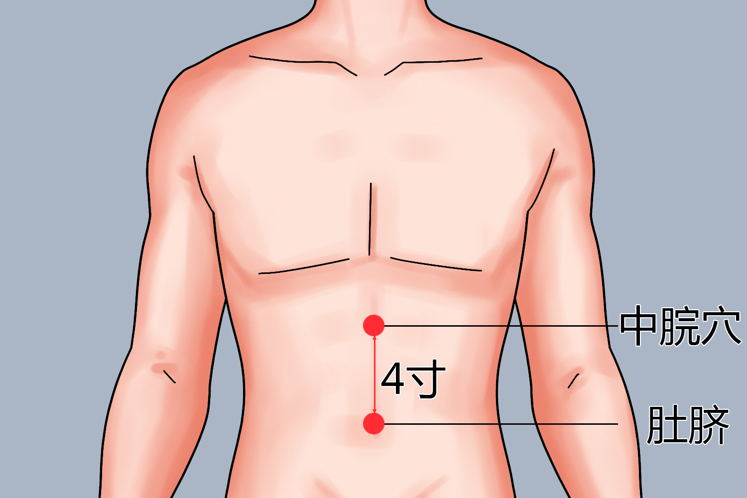 中脘穴位准确位置图解，探索人体穴位的奥秘之旅