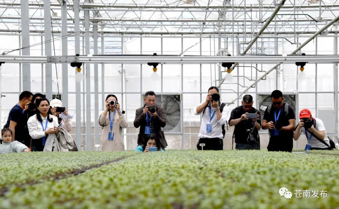 苍南马站天三茆天气预报，揭秘未来天气变化