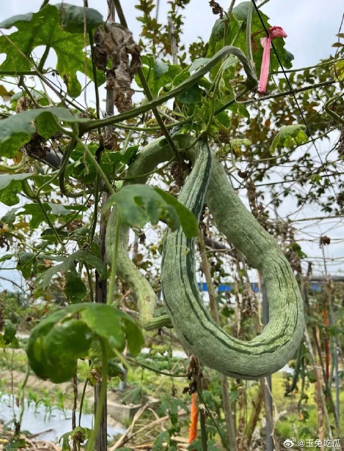 蛇瓜与丝瓜关系探究，植物学视角下的相似与差异