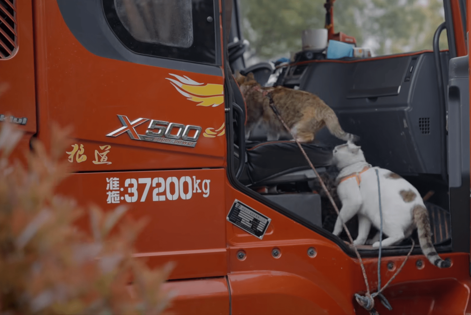 卡车司机与猫猫，时空之间的深情邂逅