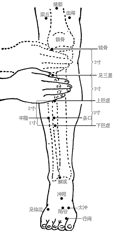 犊鼻穴准确位置图及作用详解