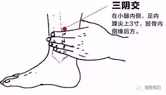 足三里位置详解，揭秘人体穴位奥秘