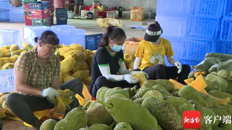 菠萝蜜籽，美味新发现，视频教程带你领略正确吃法