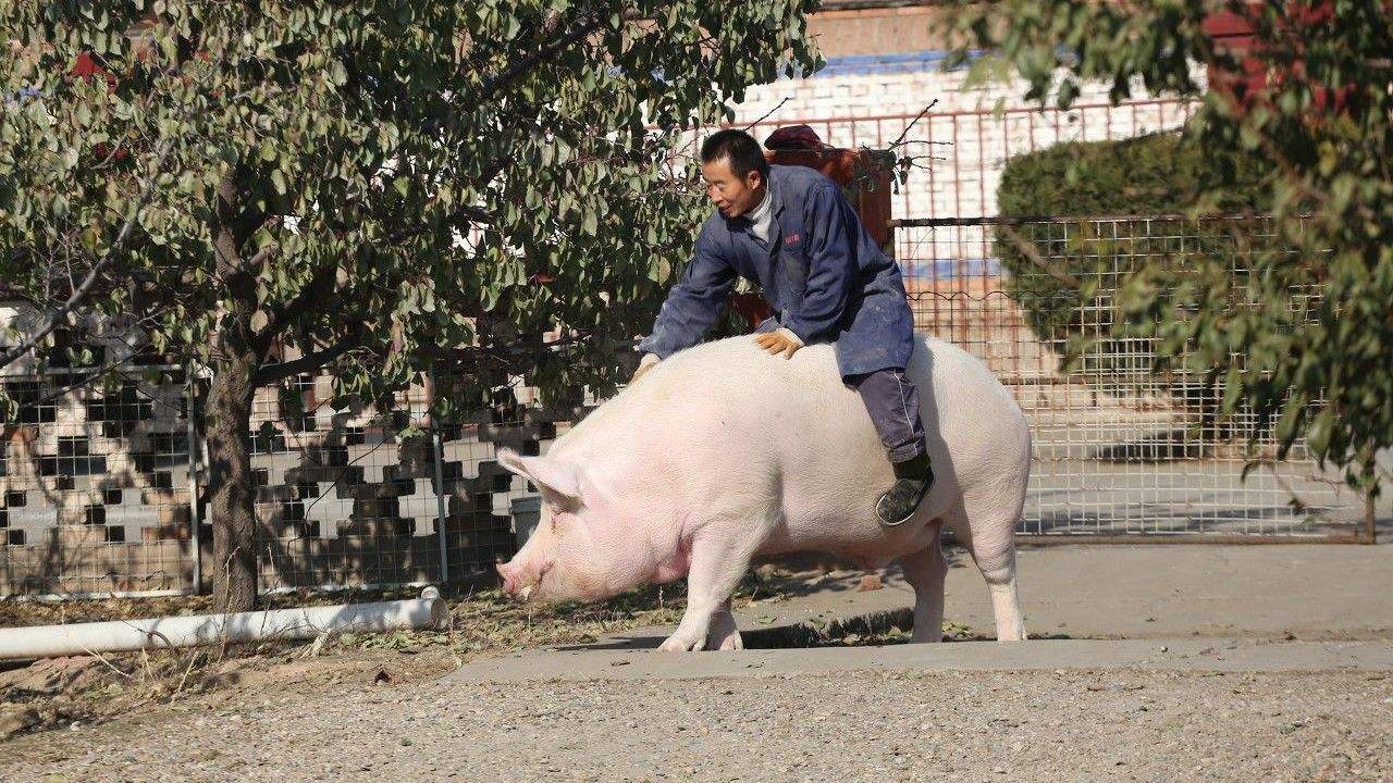 男子骑猪狂奔引发惊险逃脱事件