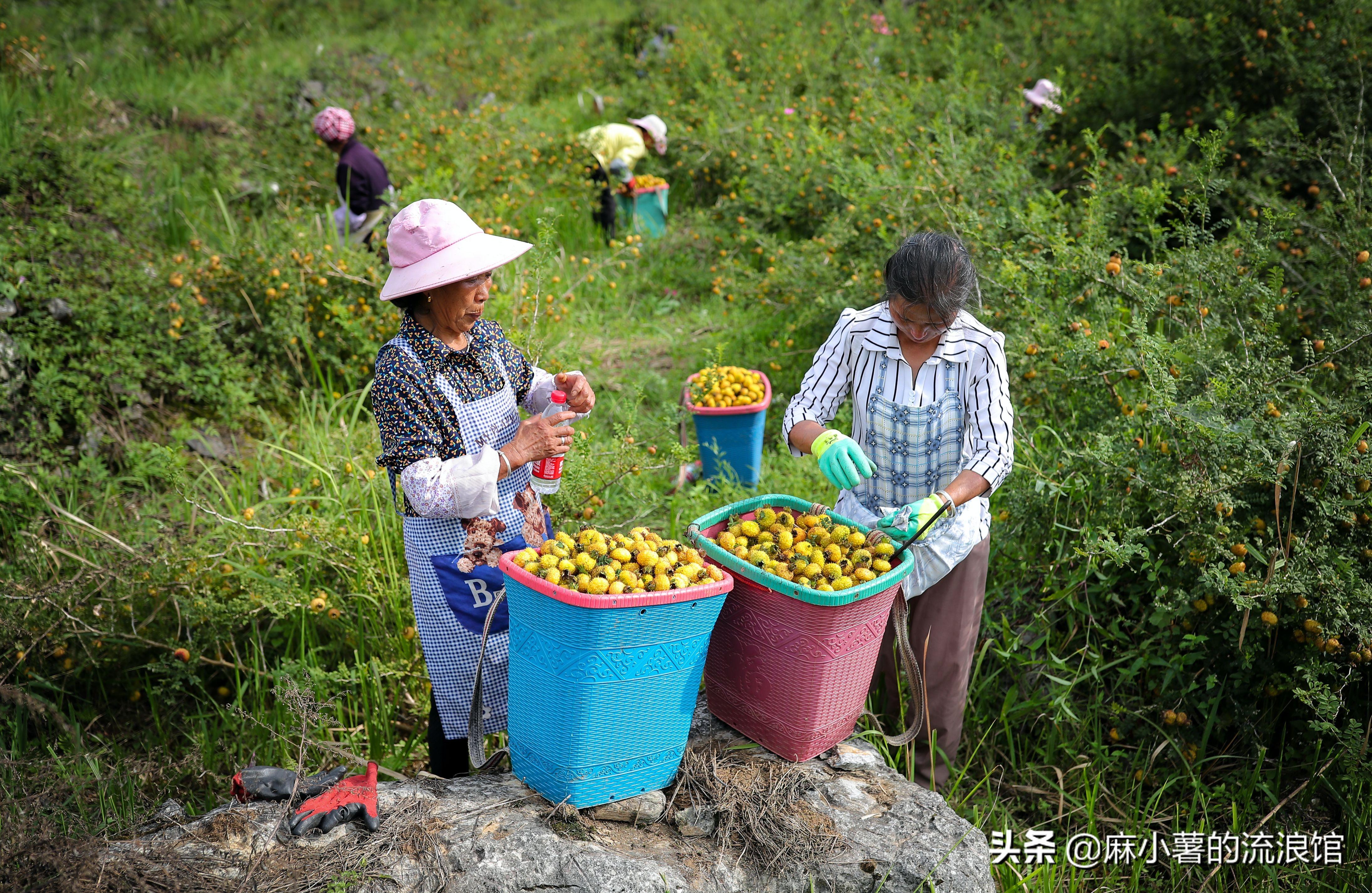 刺梨原液，功效、作用与食用方法全解析