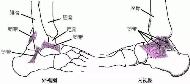 腓的正确发音与相关知识解析