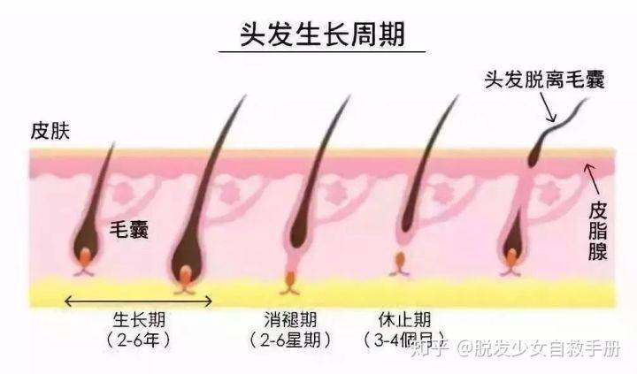 轻断食对毛发生长的影响研究，探索健康饮食与生理机能关联的新视角