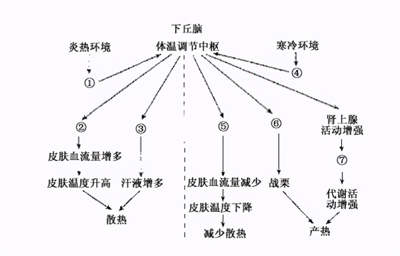 揭秘人体奥秘，发烧背后的体温调节系统探究