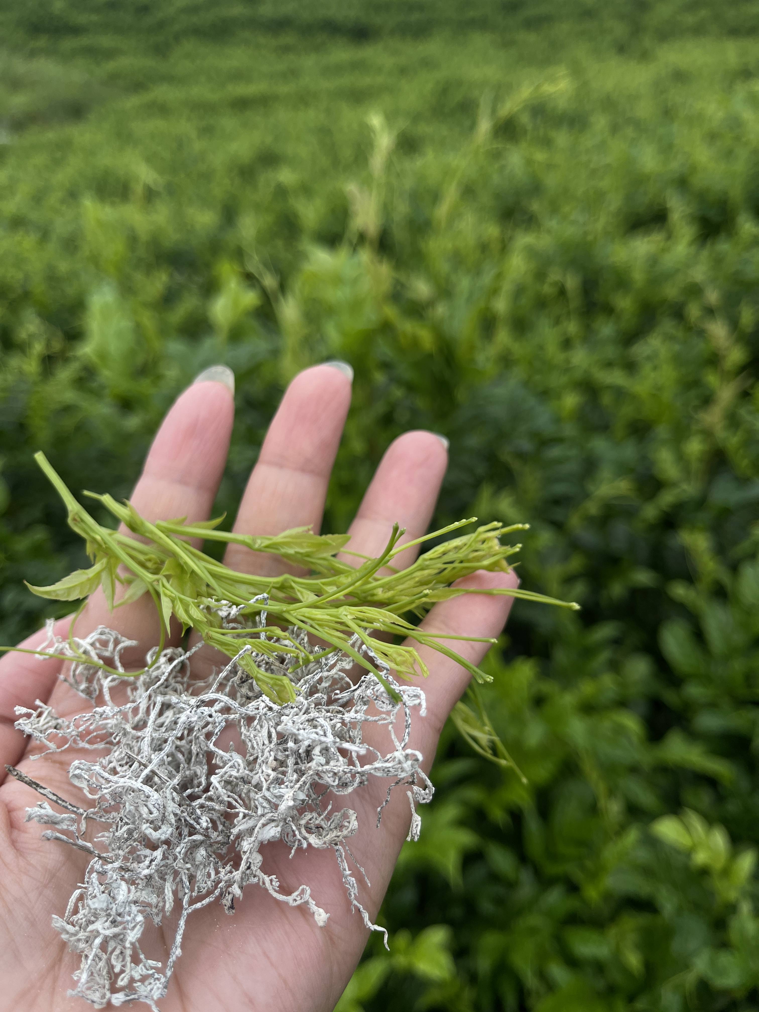 天门山莓茶，独特功效与作用揭秘