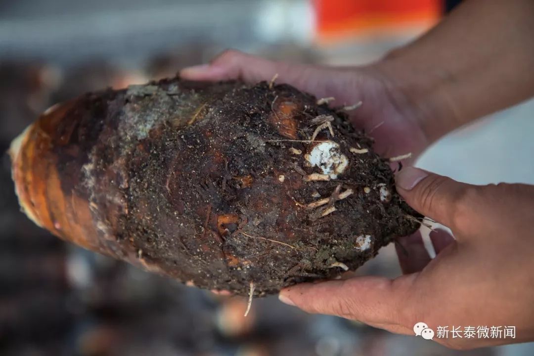 石铭芋头，明朝贡品的历史传承与独特魅力探索