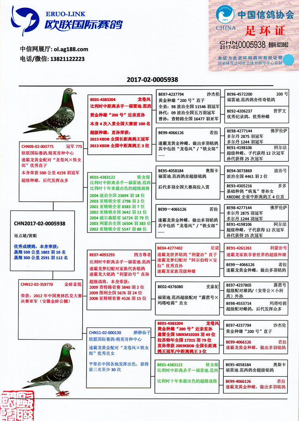 查鸽网，免费探索与体验之旅