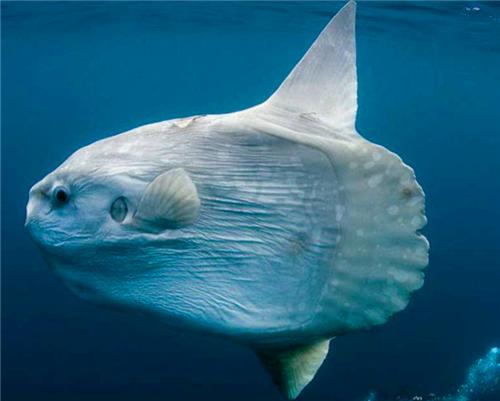 日本水族馆孤独翻车鱼因缺乏游客而自闭，孤独与寂寞的生存状态