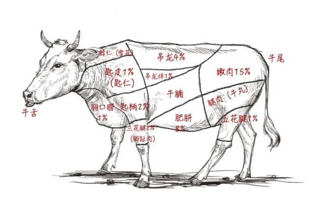 牛肉吊龙部位图解，探索牛肉的奥秘之旅